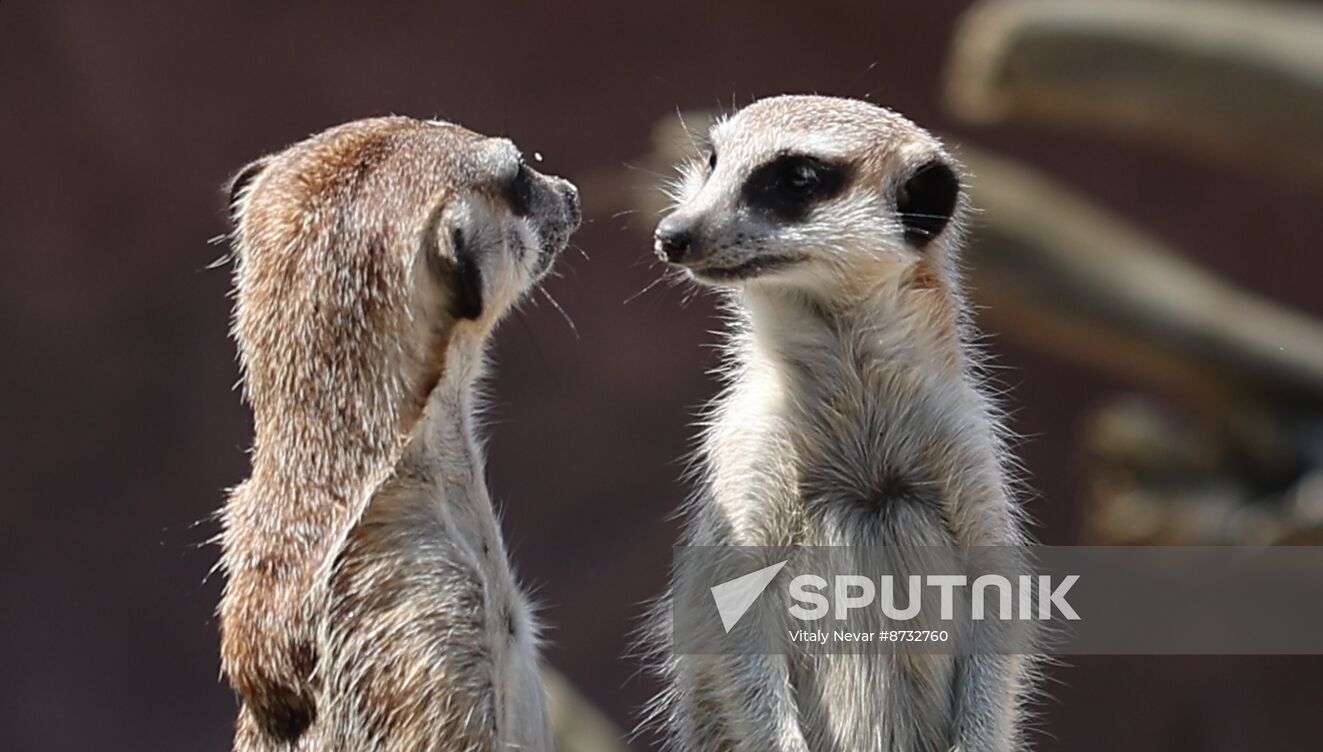 Russia Zoo Meerkats