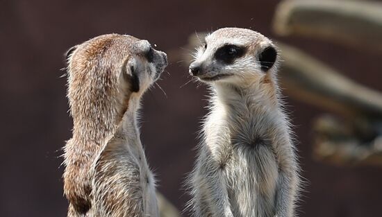 Russia Zoo Meerkats