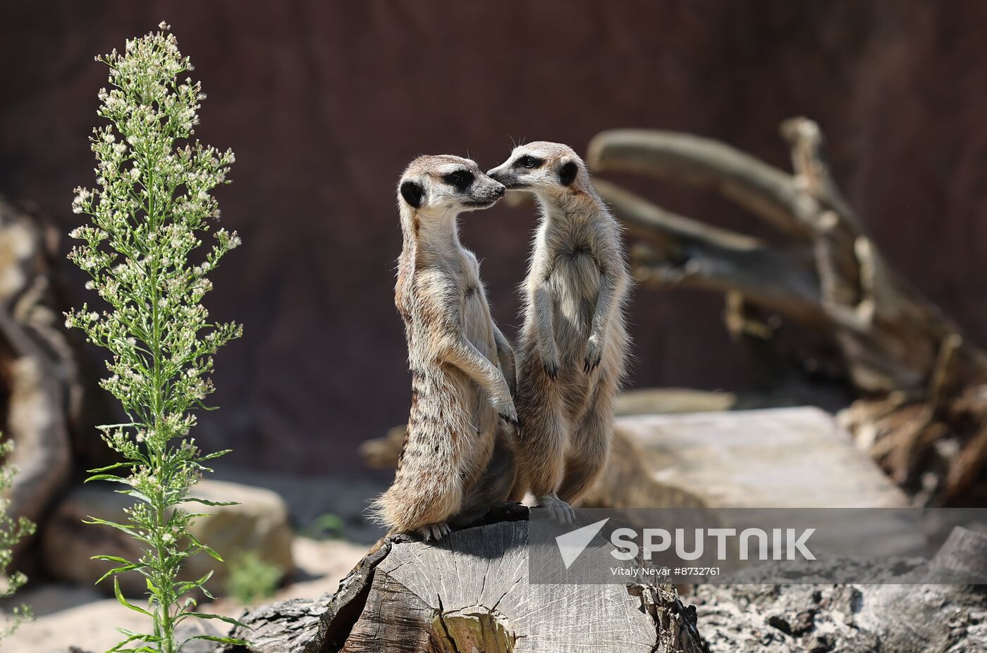 Russia Zoo Meerkats