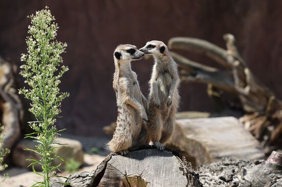 Russia Zoo Meerkats