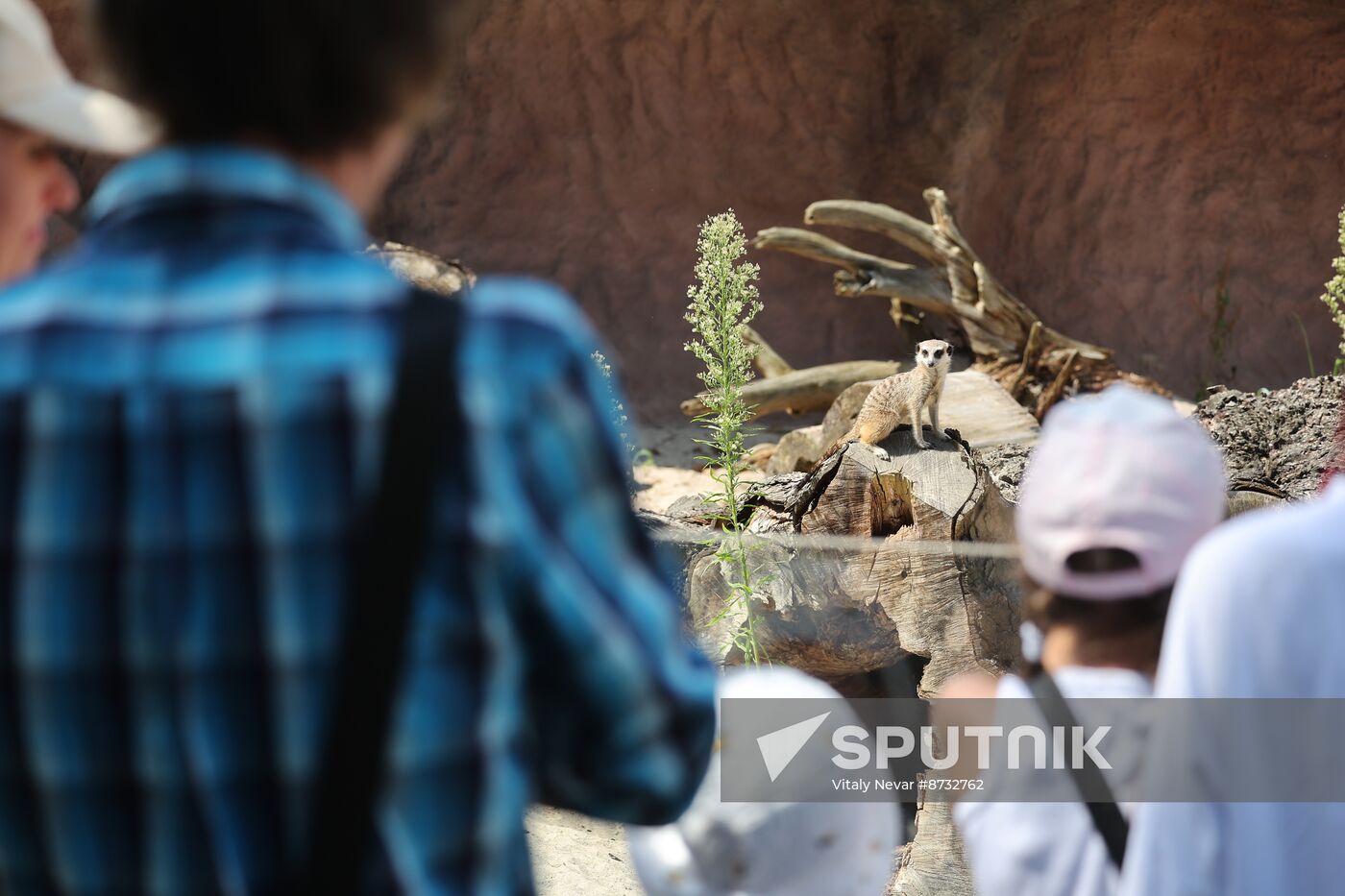 Russia Zoo Meerkats