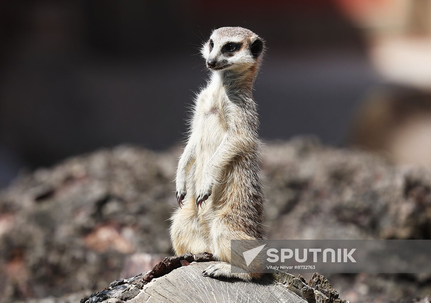 Russia Zoo Meerkats