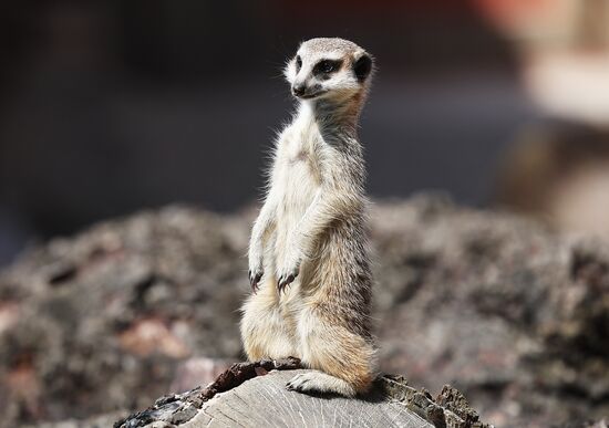 Russia Zoo Meerkats