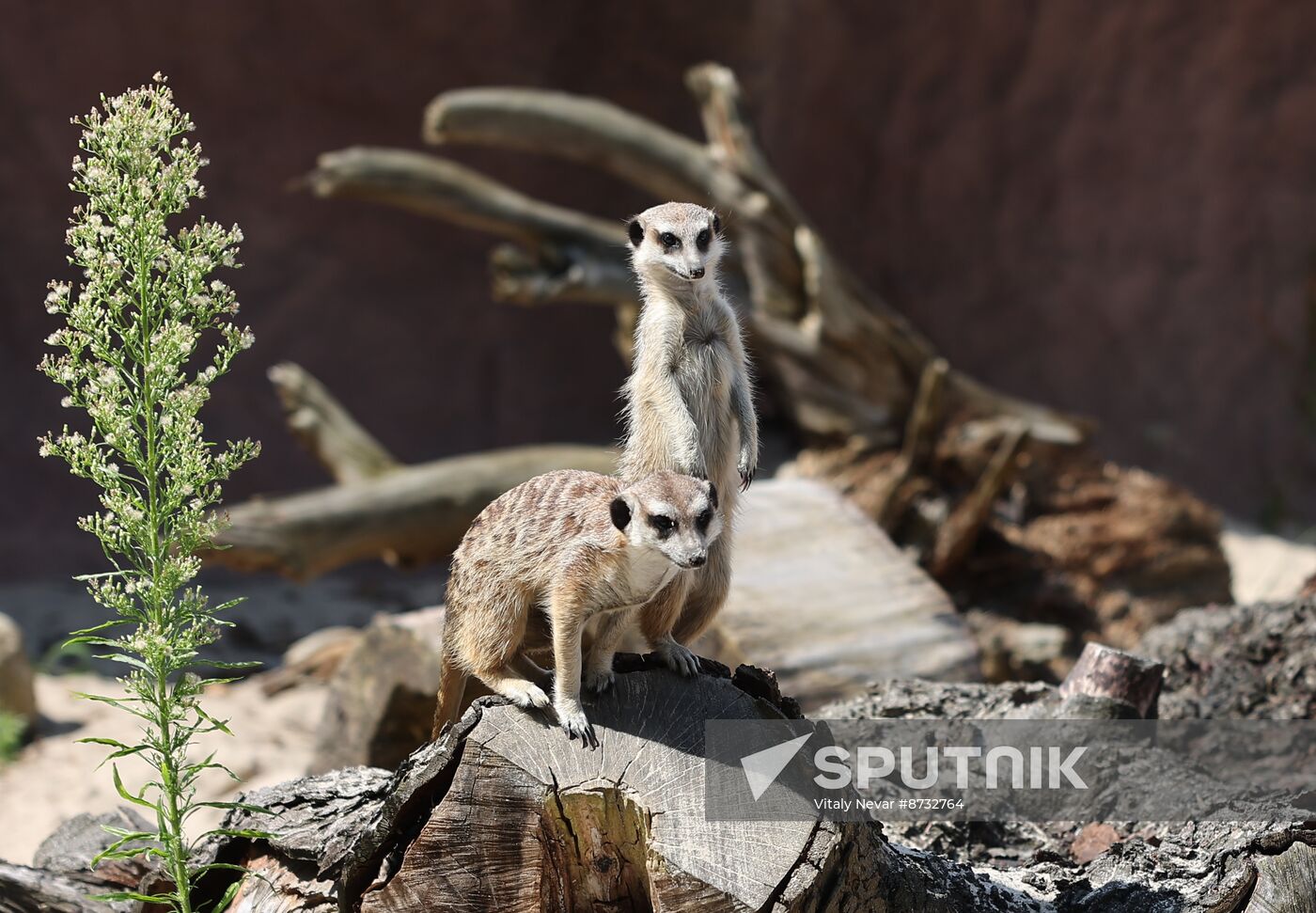 Russia Zoo Meerkats