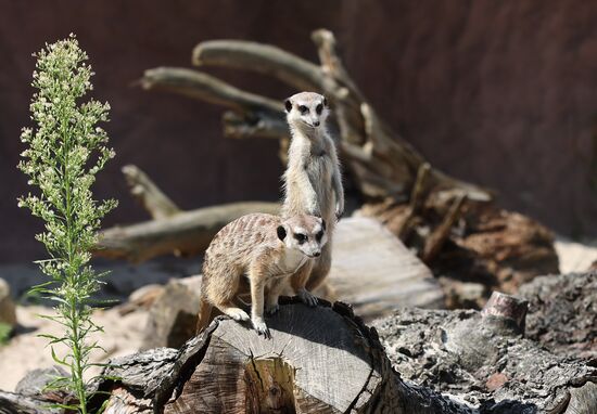 Russia Zoo Meerkats