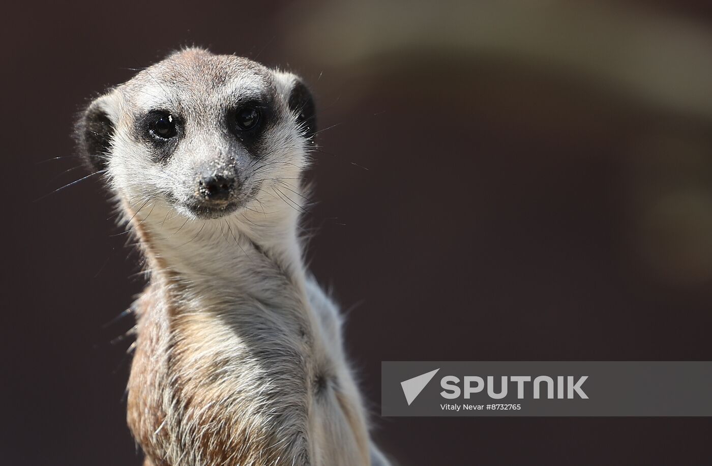 Russia Zoo Meerkats