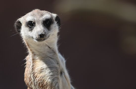 Russia Zoo Meerkats