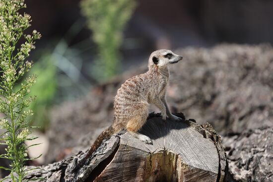 Russia Zoo Meerkats