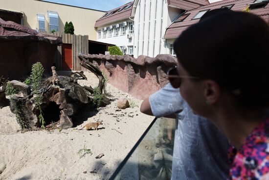 Russia Zoo Meerkats