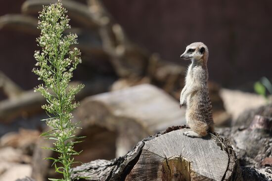 Russia Zoo Meerkats