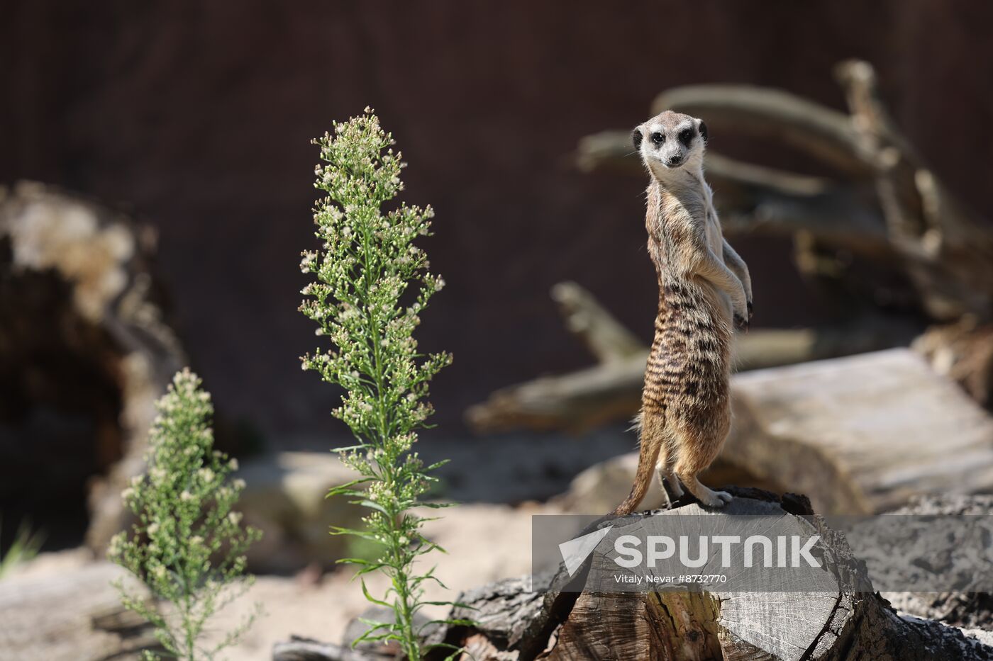 Russia Zoo Meerkats