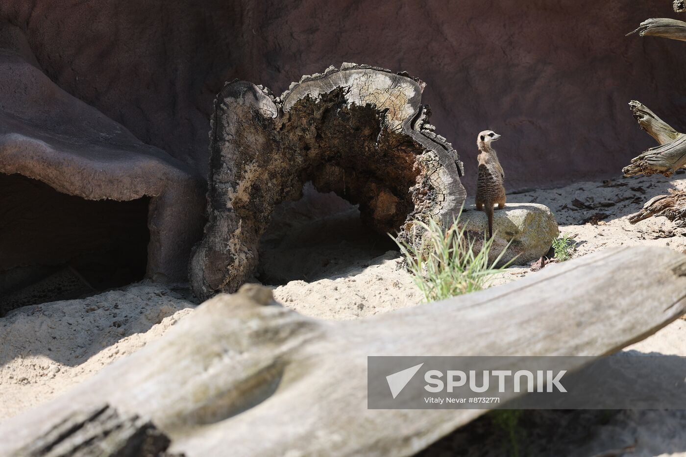 Russia Zoo Meerkats