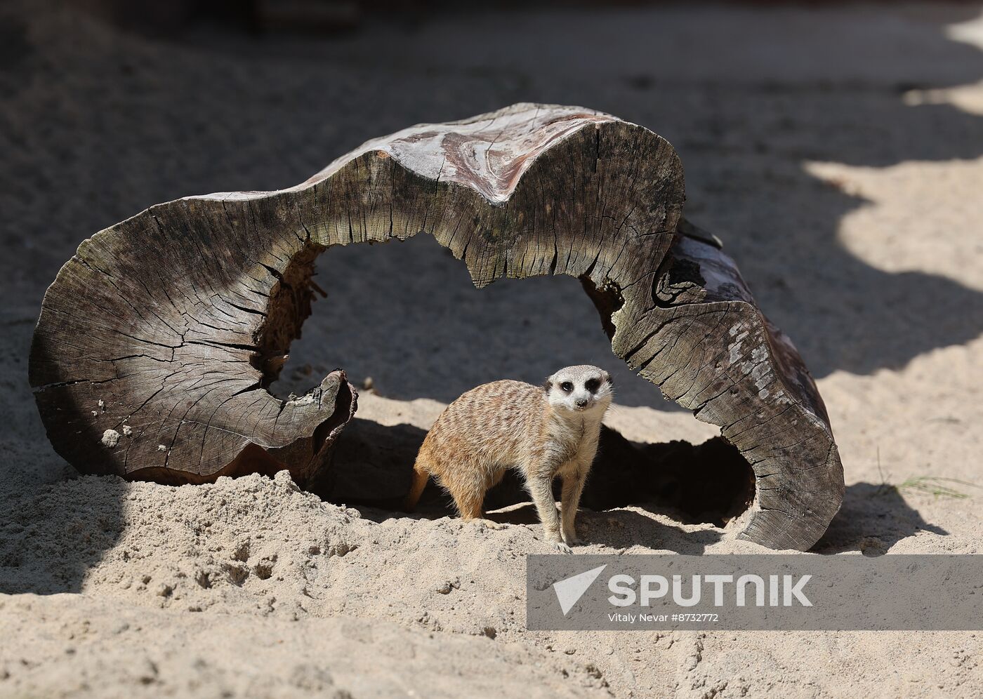 Russia Zoo Meerkats