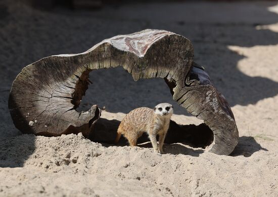 Russia Zoo Meerkats