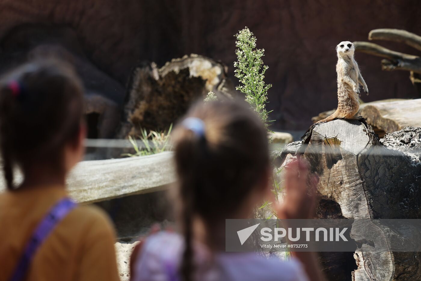 Russia Zoo Meerkats