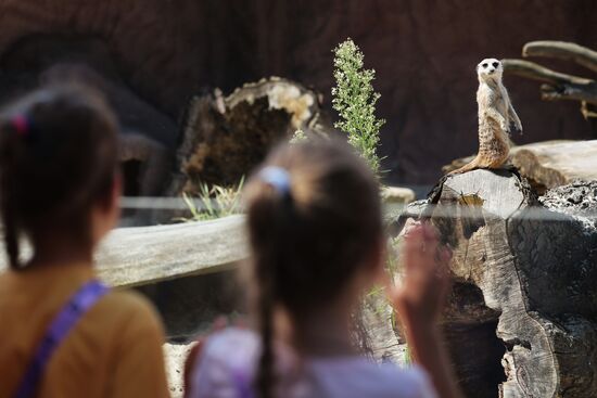 Russia Zoo Meerkats