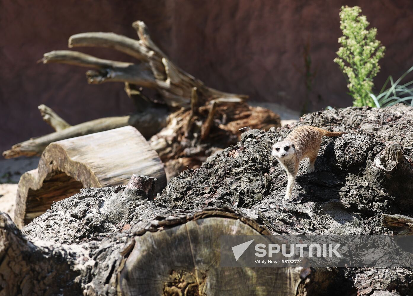 Russia Zoo Meerkats