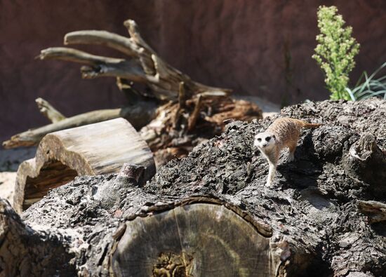 Russia Zoo Meerkats