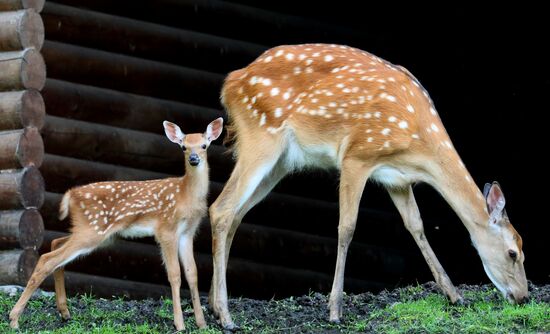 Russia Zoo