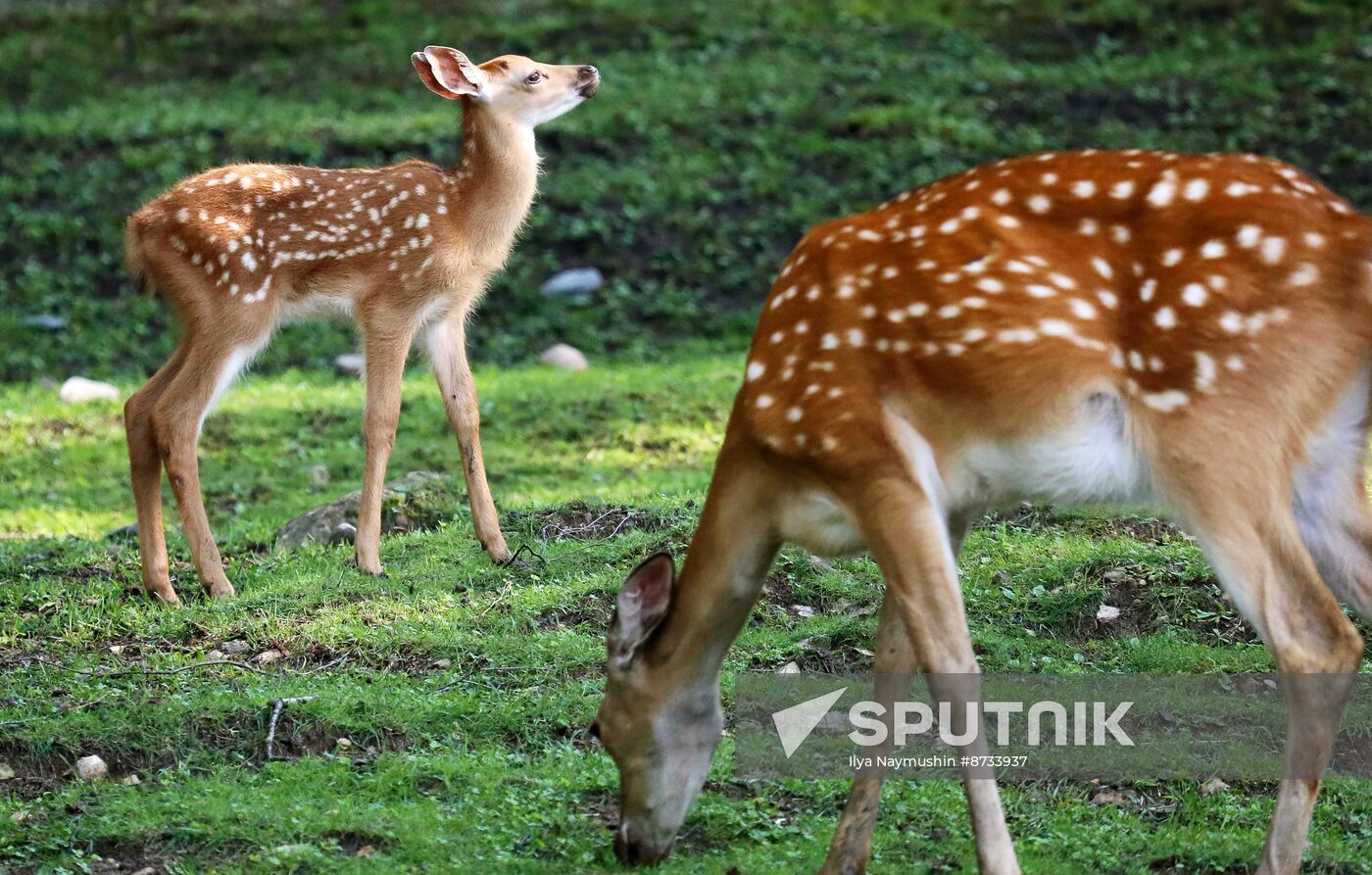 Russia Zoo