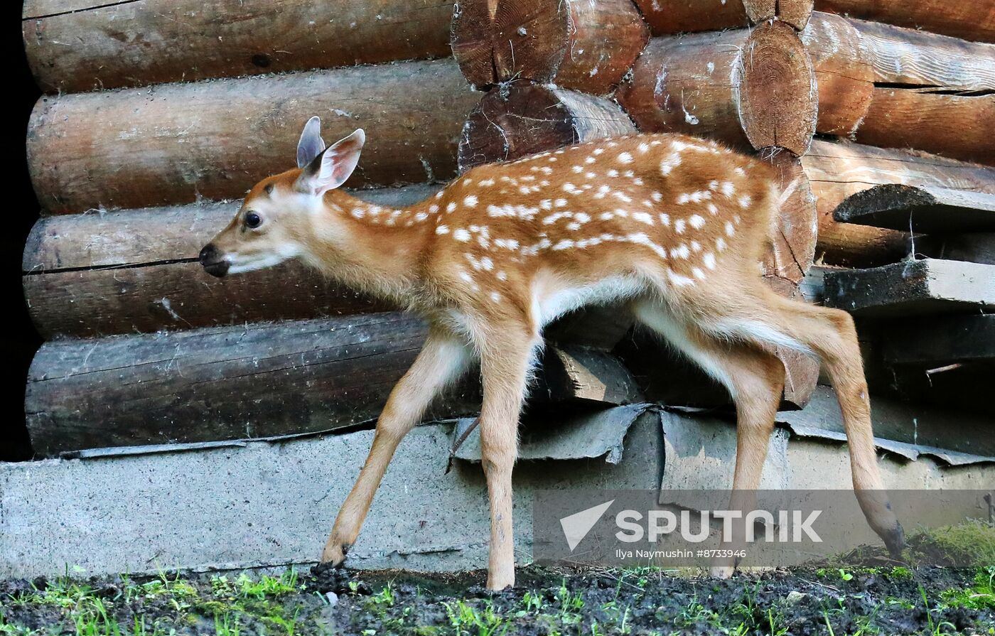 Russia Zoo