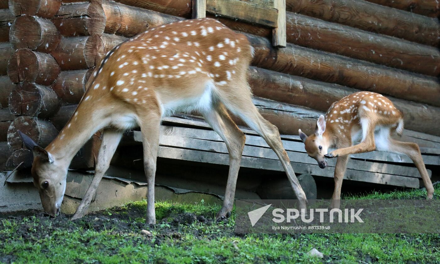 Russia Zoo