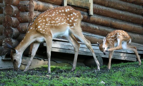 Russia Zoo