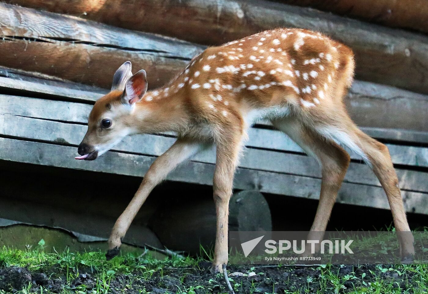 Russia Zoo