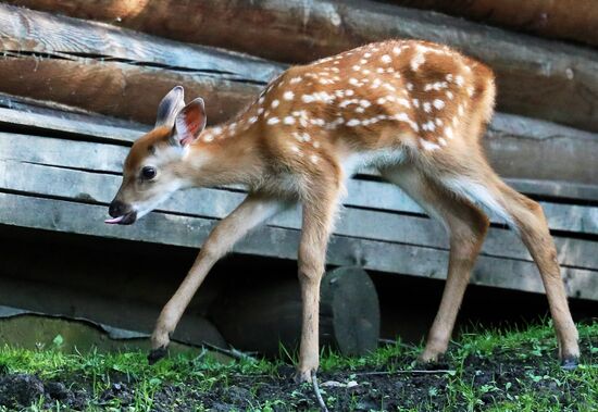 Russia Zoo