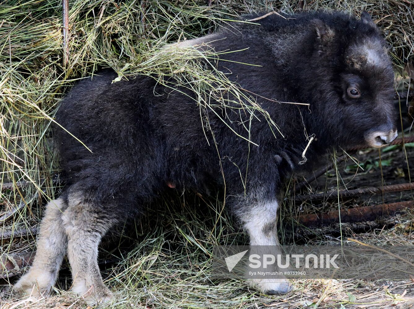 Russia Zoo