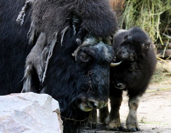 Russia Zoo