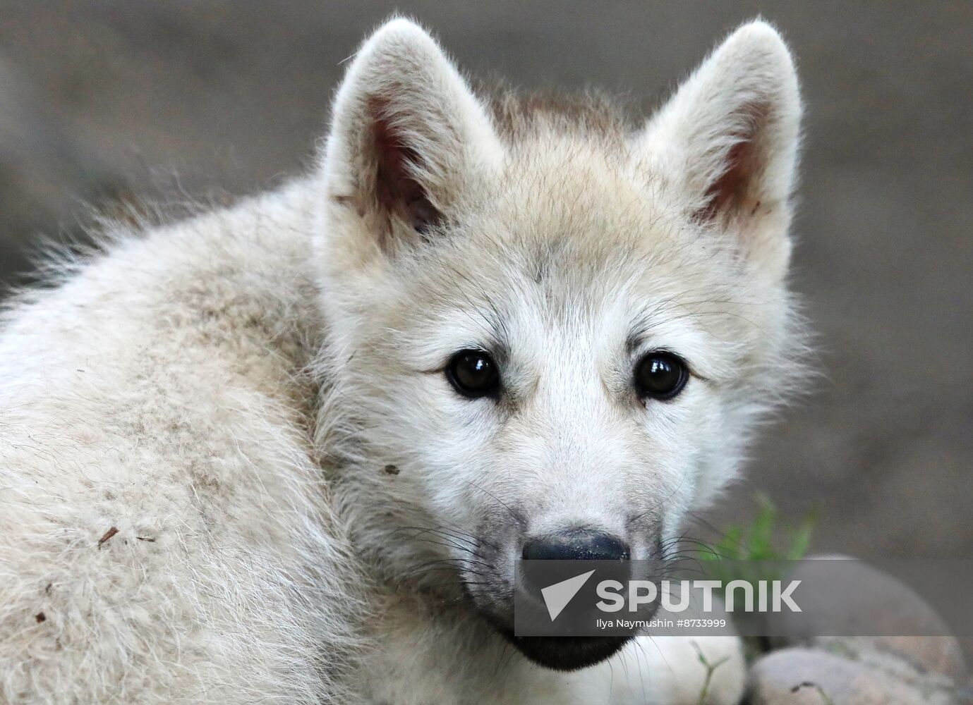 Russia Zoo