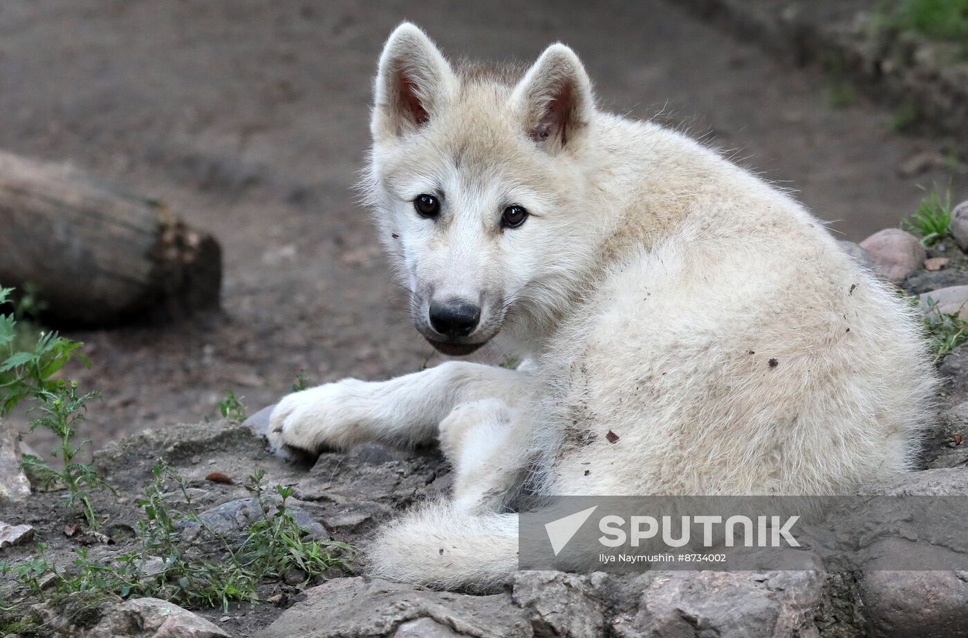 Russia Zoo