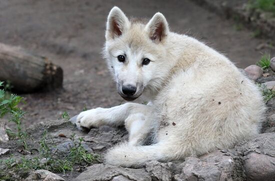 Russia Zoo