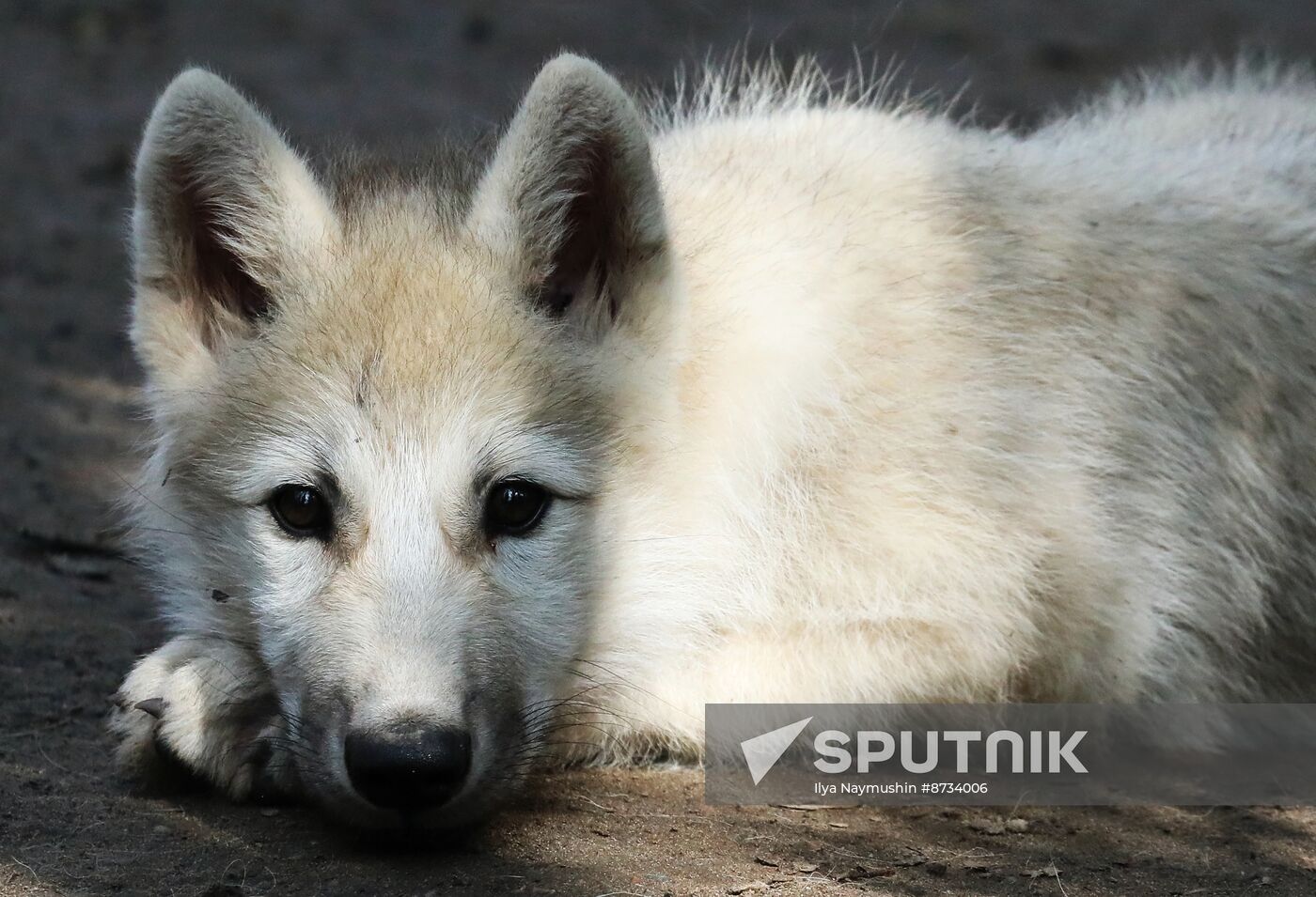 Russia Zoo