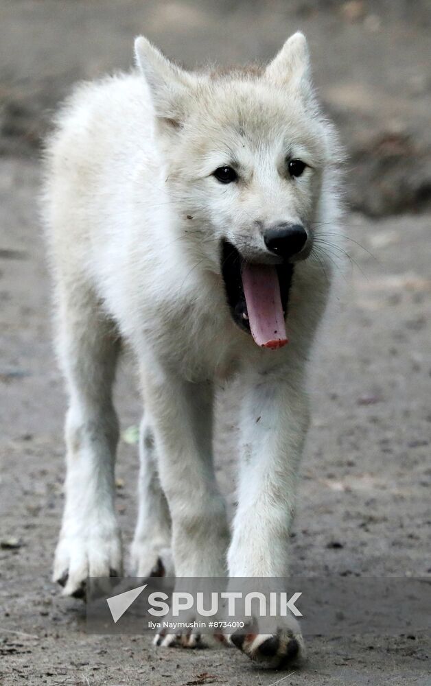 Russia Zoo