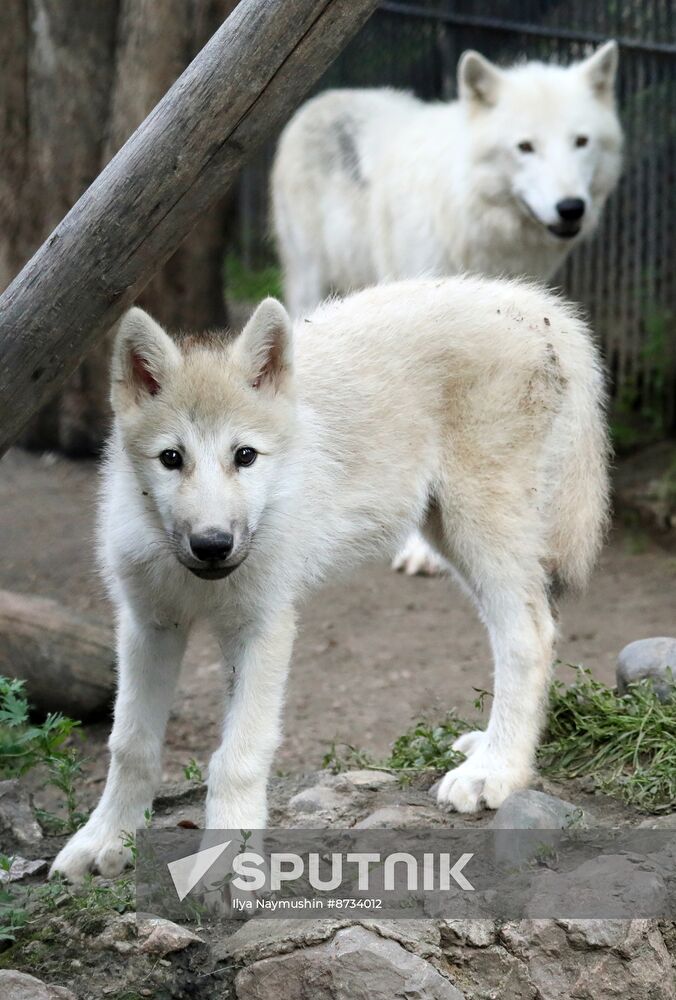 Russia Zoo