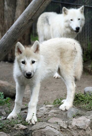 Russia Zoo
