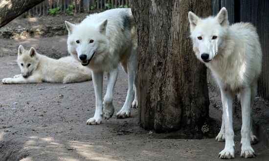 Russia Zoo