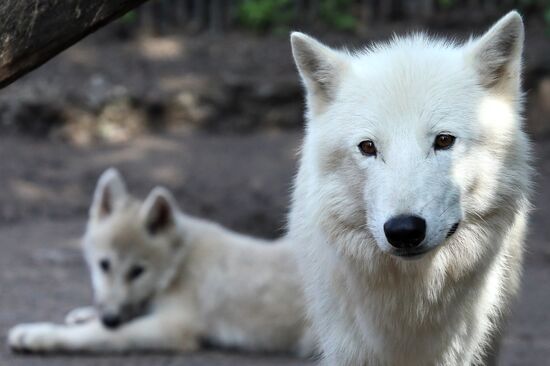 Russia Zoo