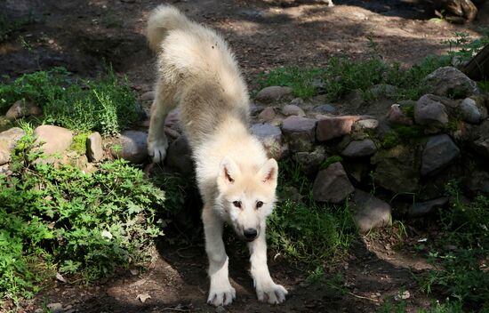 Russia Zoo