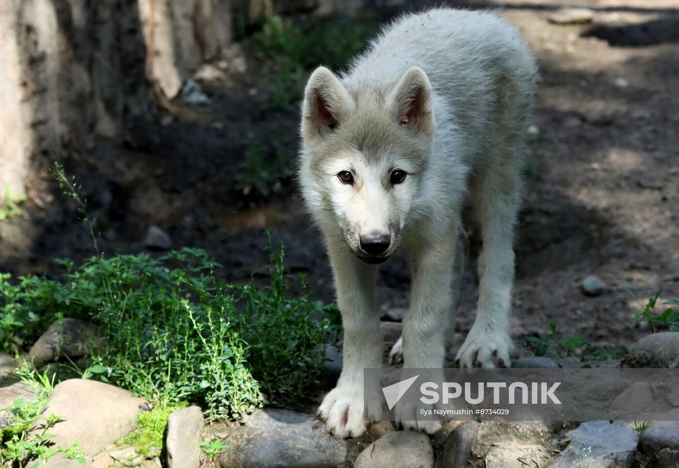 Russia Zoo