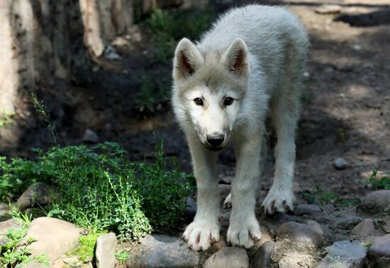 Russia Zoo