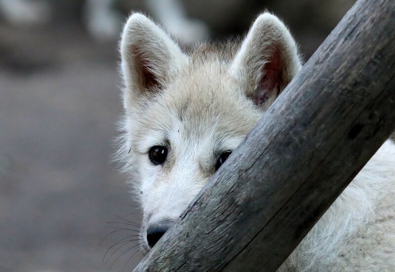 Baby animals in zoos