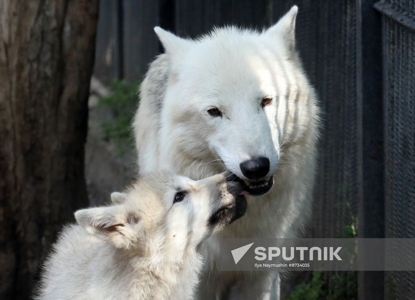 Russia Zoo