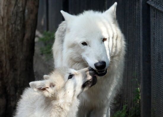 Russia Zoo