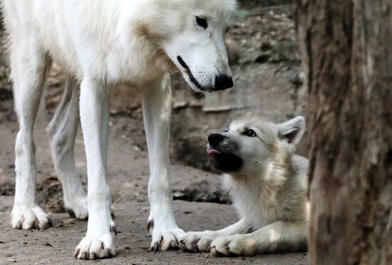 Russia Zoo