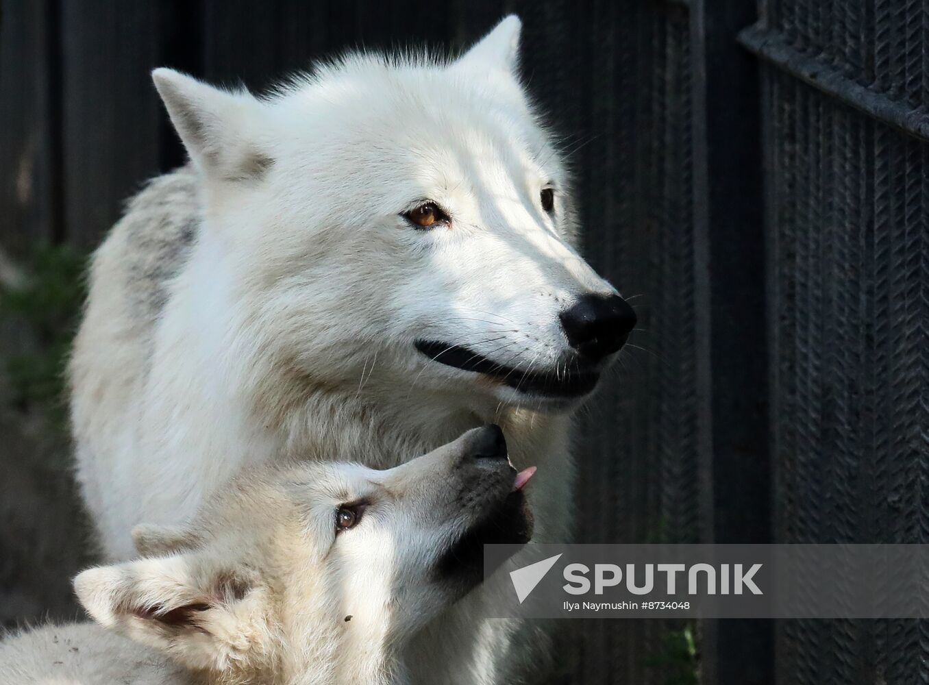 Russia Zoo