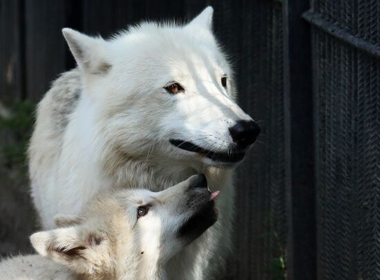 Russia Zoo