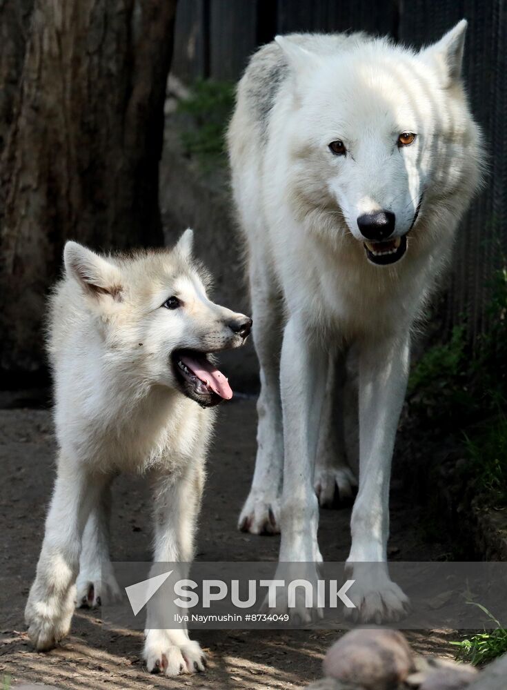 Russia Zoo